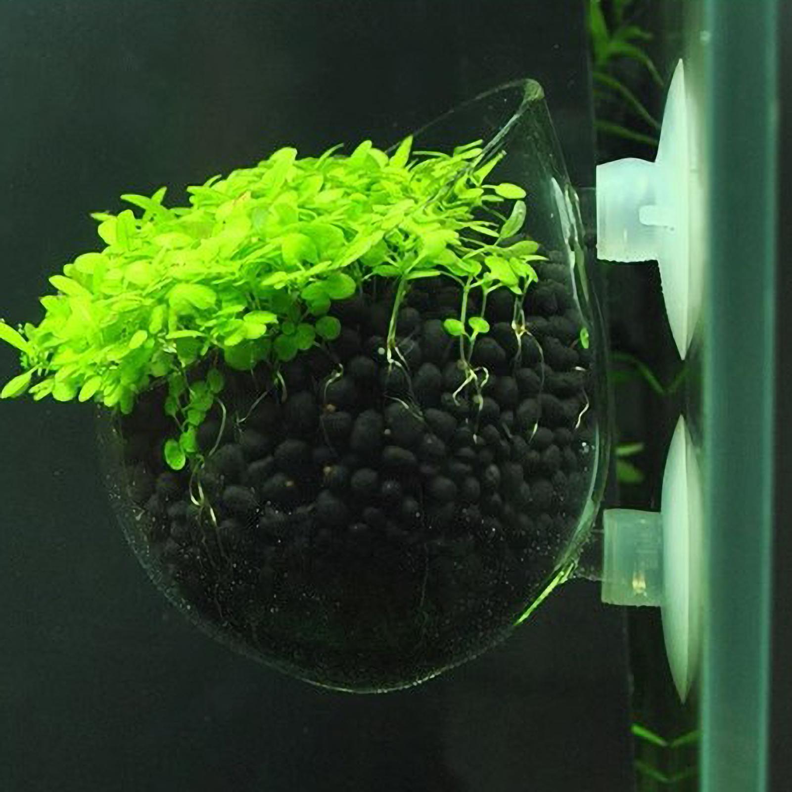 Aquarium Plant Holder Glass Aq - огляд і ціна Aquarium Plants Live