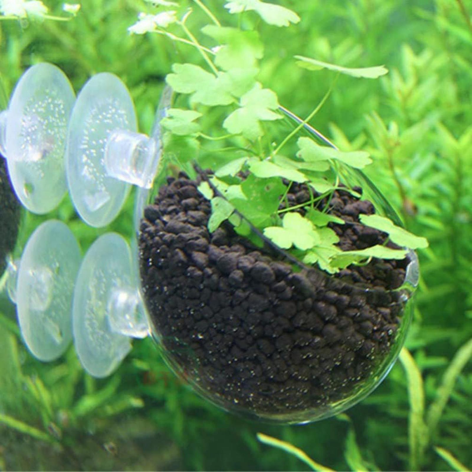 Aquarium Plant Holder Glass Aq - огляд і ціна Aquarium Plants Live