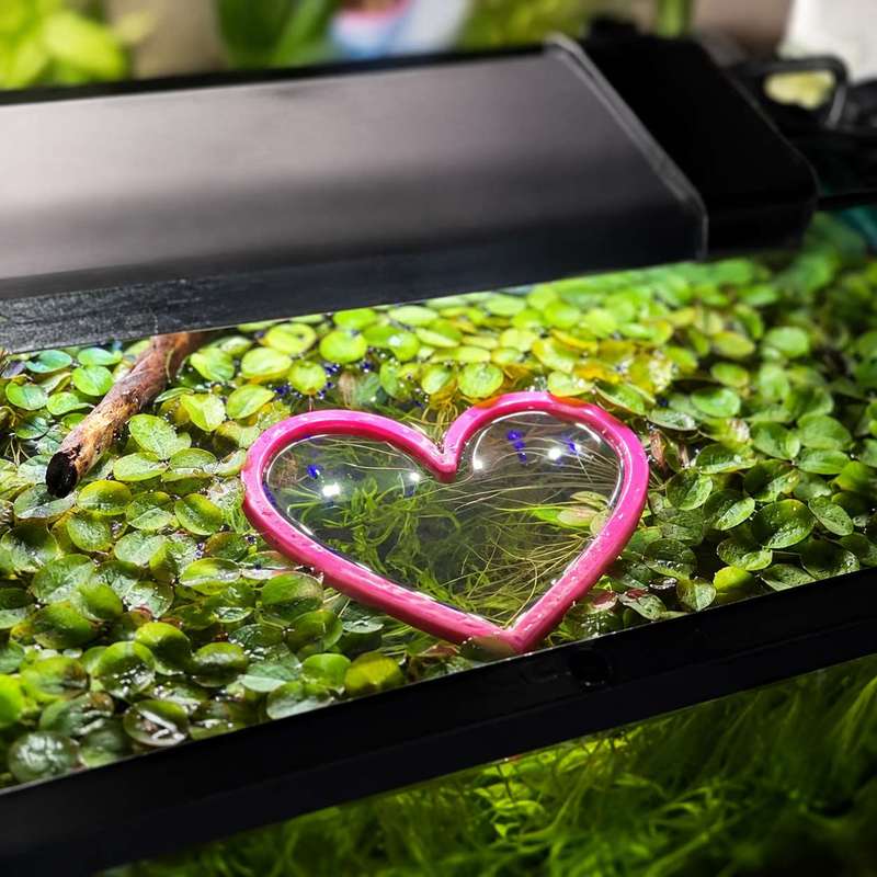 Heart Shaped Floating Fish Fee - огляд і ціна Aquarium Fertilizer