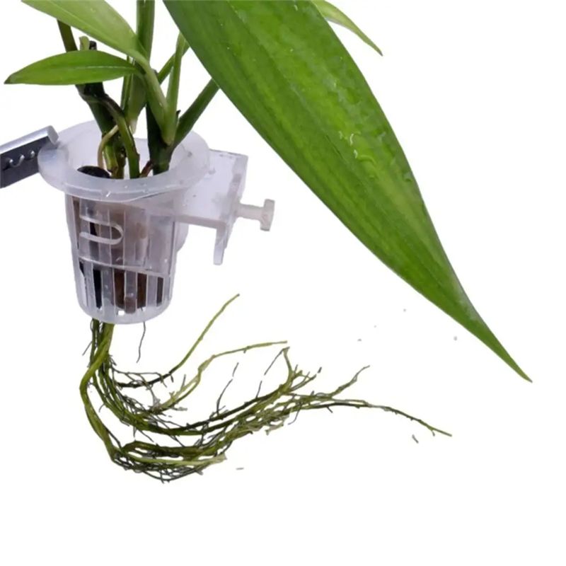 A7THK-2Pcs Transparent Hanging - огляд і ціна Aquarium Plant Holder